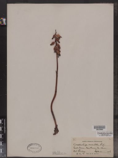 Corallorhiza micrantha