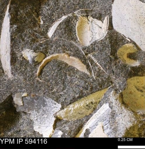 Limopsis? striatopunctatus