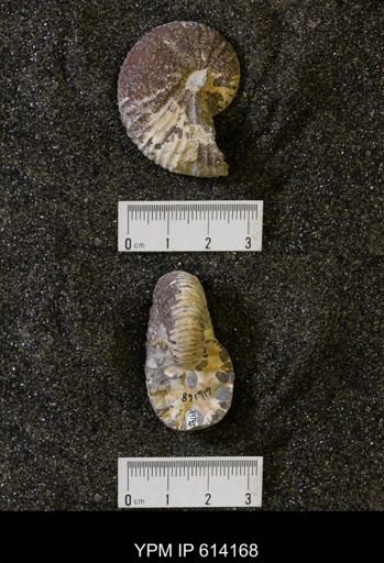 Acanthoscaphites nodosus