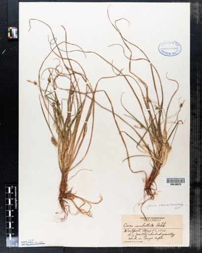 Carex umbellata