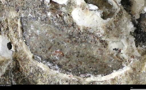 undet. Bivalvia