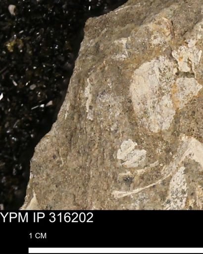 undet. Mollusca