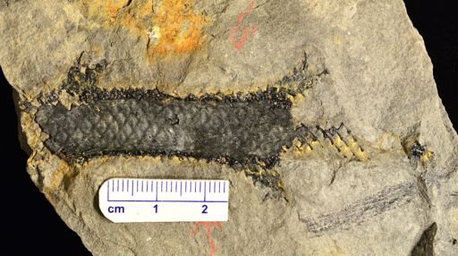 Lepidodendron
