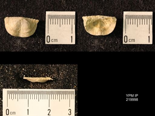 Chonetes sp.