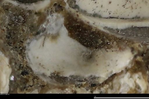 undet. Bivalvia