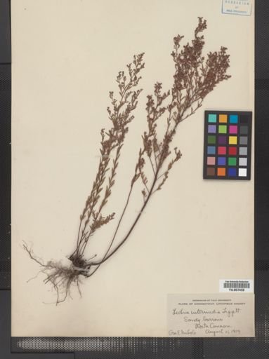 Lechea intermedia