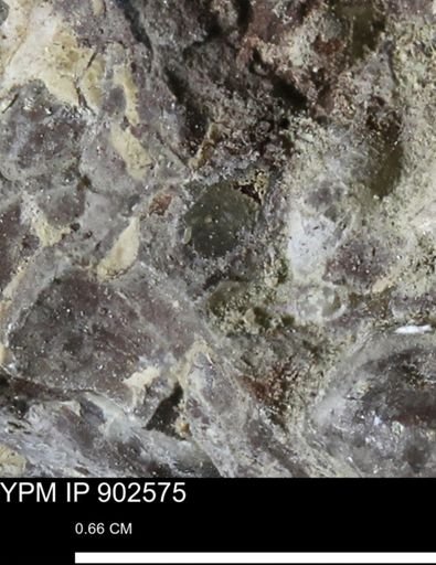 undet. Bivalvia