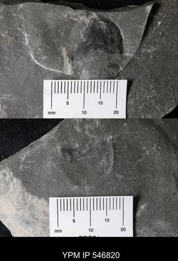 undet. Eurypterida
