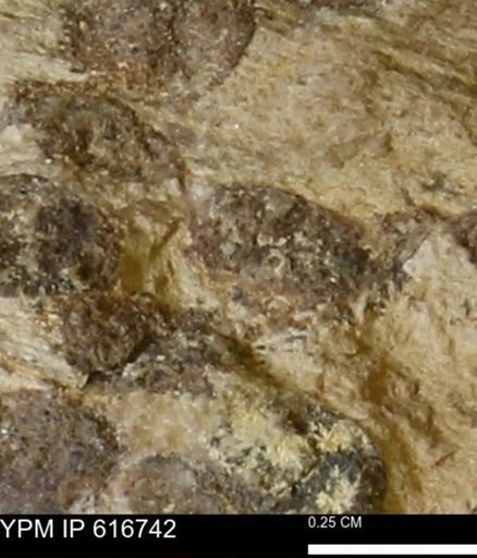 Teredo sp.