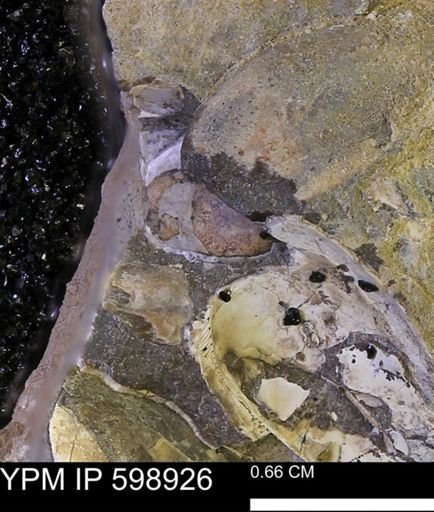 undet. Mollusca