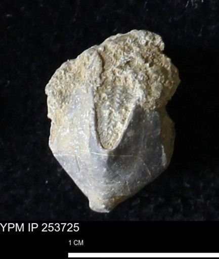 Pentremites sp.