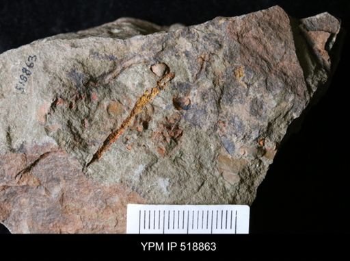 undet. Gastropoda