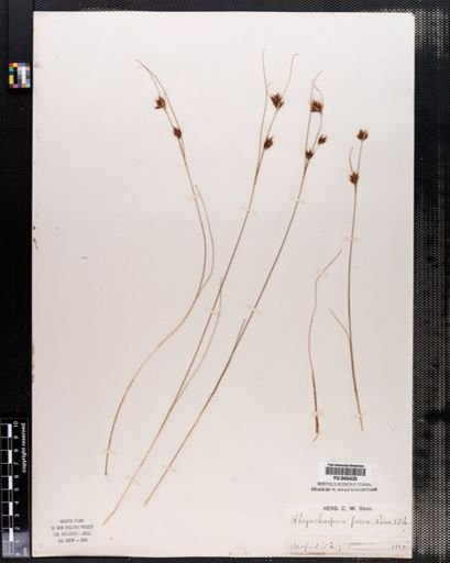 Rhynchospora fusca
