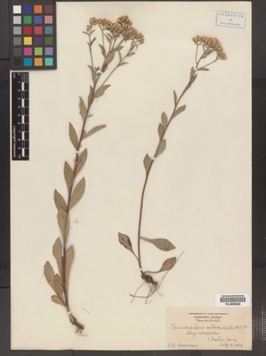 Sericocarpus asteroides