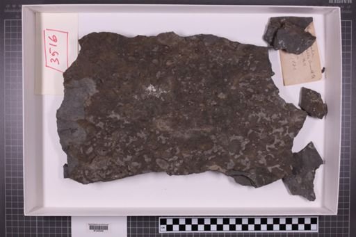 mixed taxa, stratigraphic collection