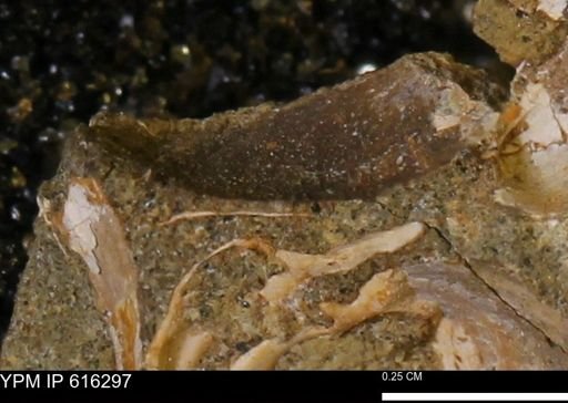 Protocardia subquadrata