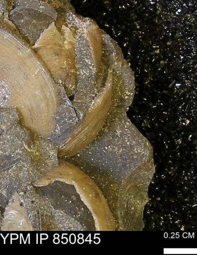 Limopsis striatopunctatus