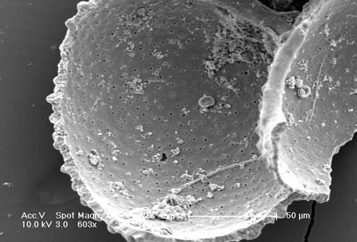 Globigerina bulloides