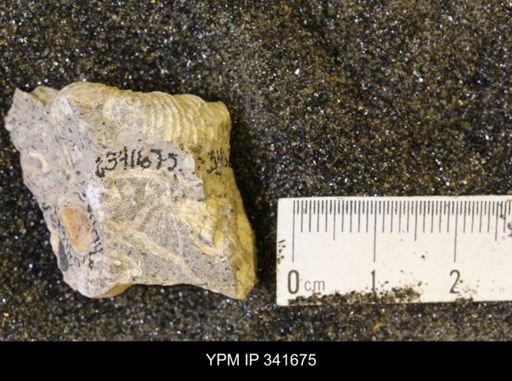 Scaphites sp.