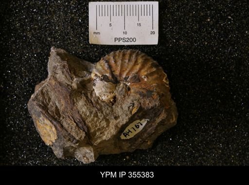 Discoscaphites sp.