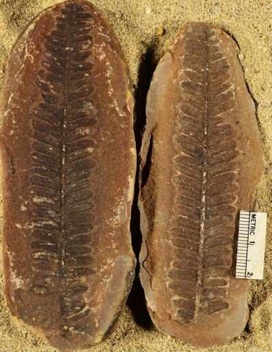 Pecopteris