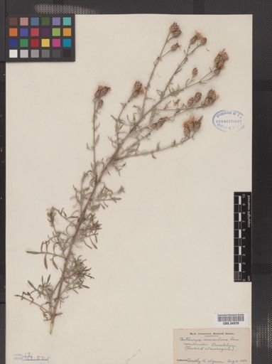 Centaurea maculosa