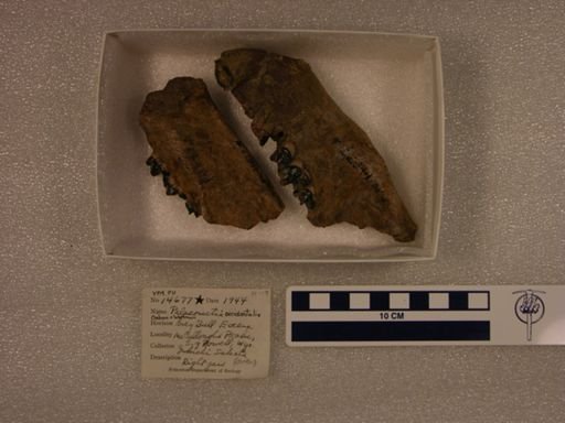 Palaeonictis occidentalis