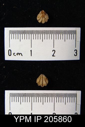 Hustedia sp.