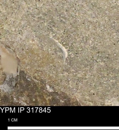 undet. Mollusca