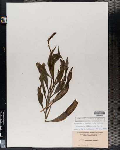 Potamogeton