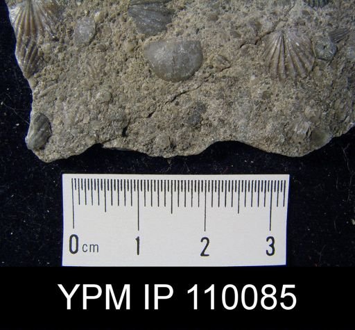 Chonetes primigenius
