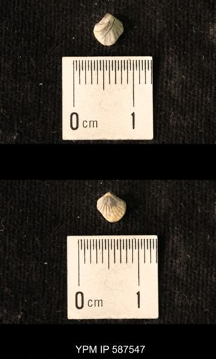 Camarotoechia whitei