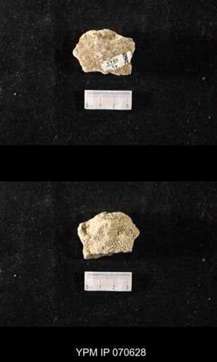 Favosites louisvillensis