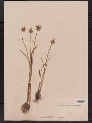 Allium canadense