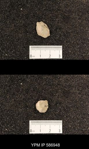Rhynchotrema capax