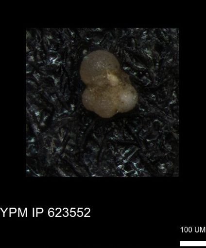 undet. Foraminiferida