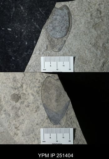 undet. Pterygotidae