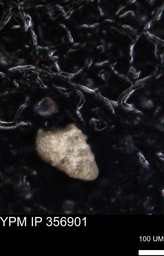 undet. Foraminiferida