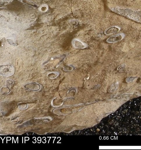 undet. Serpulidae