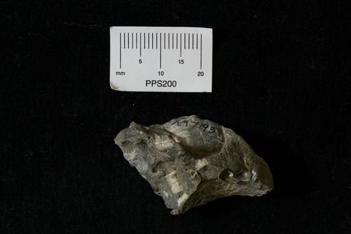 Inoceramidae