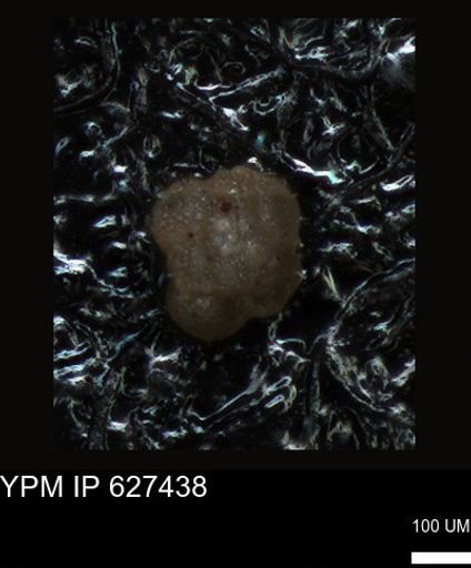 undet. Foraminiferida