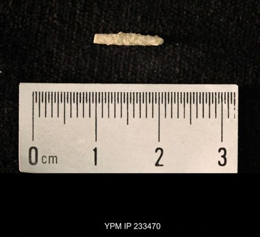 Archaeocidaris sp.