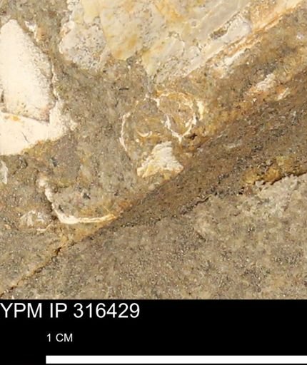undet. Mollusca