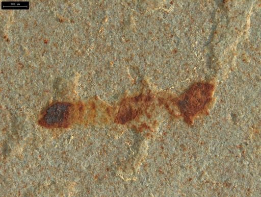 undet. Insecta