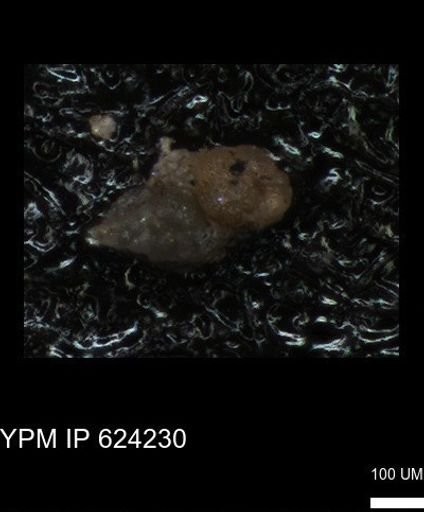 undet. Foraminiferida