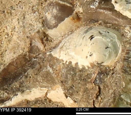 Limopsis striatopunctatus