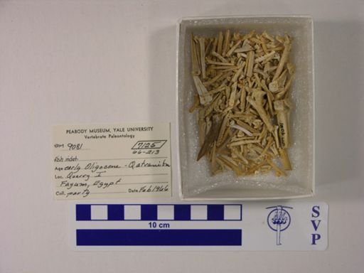 undet. Gnathostomata