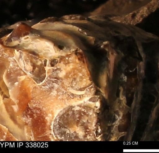 undet. Ammonoidea