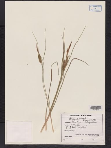 Carex rostrata