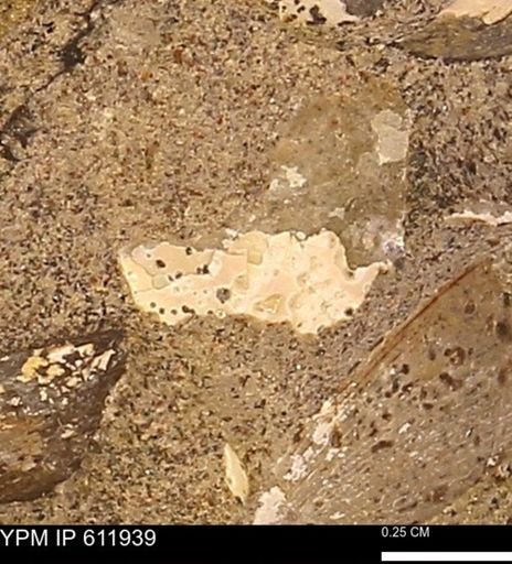 Protocardia subquadrata